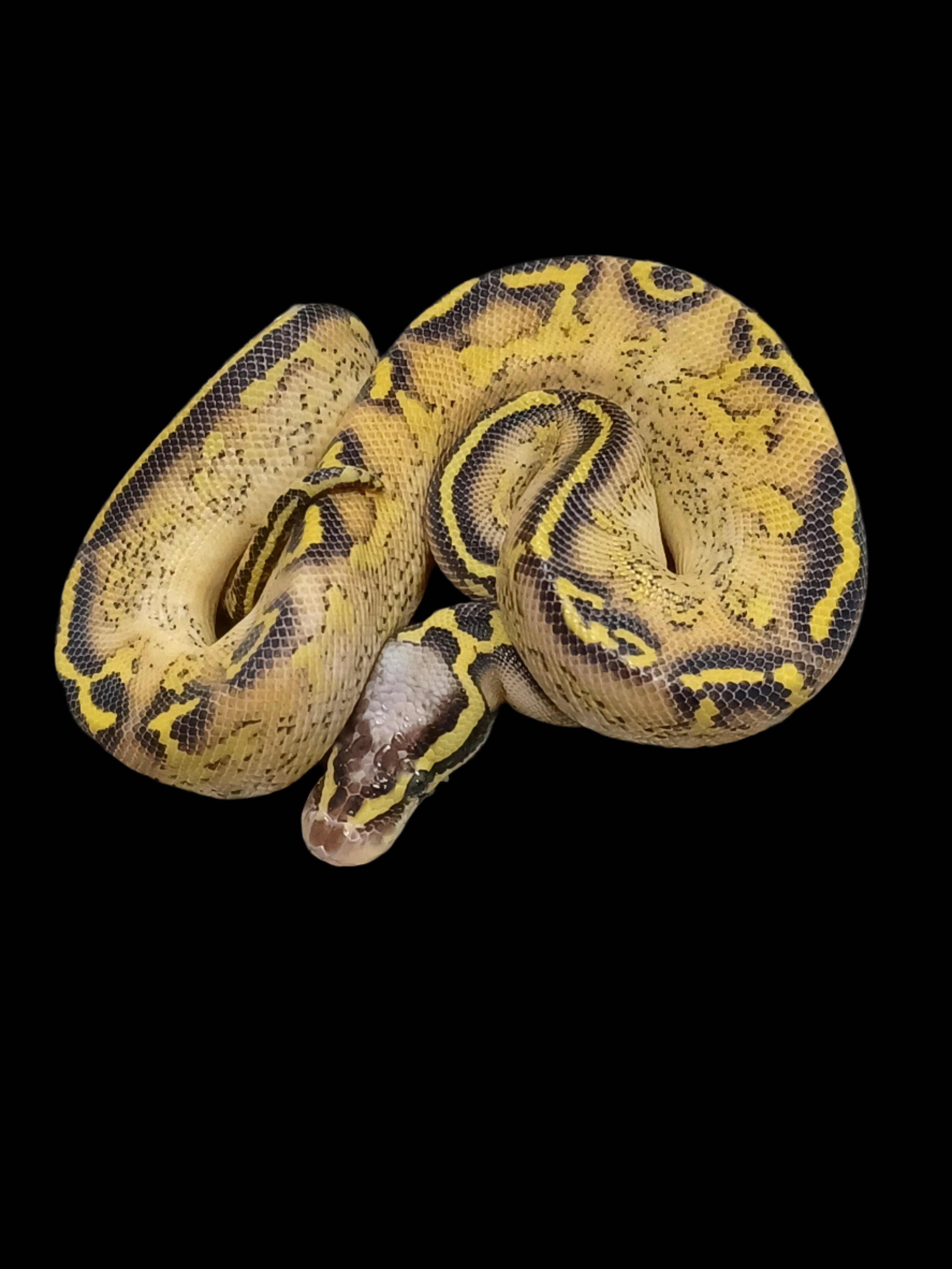 Ball Python (Pastel Freeway Het Pied)