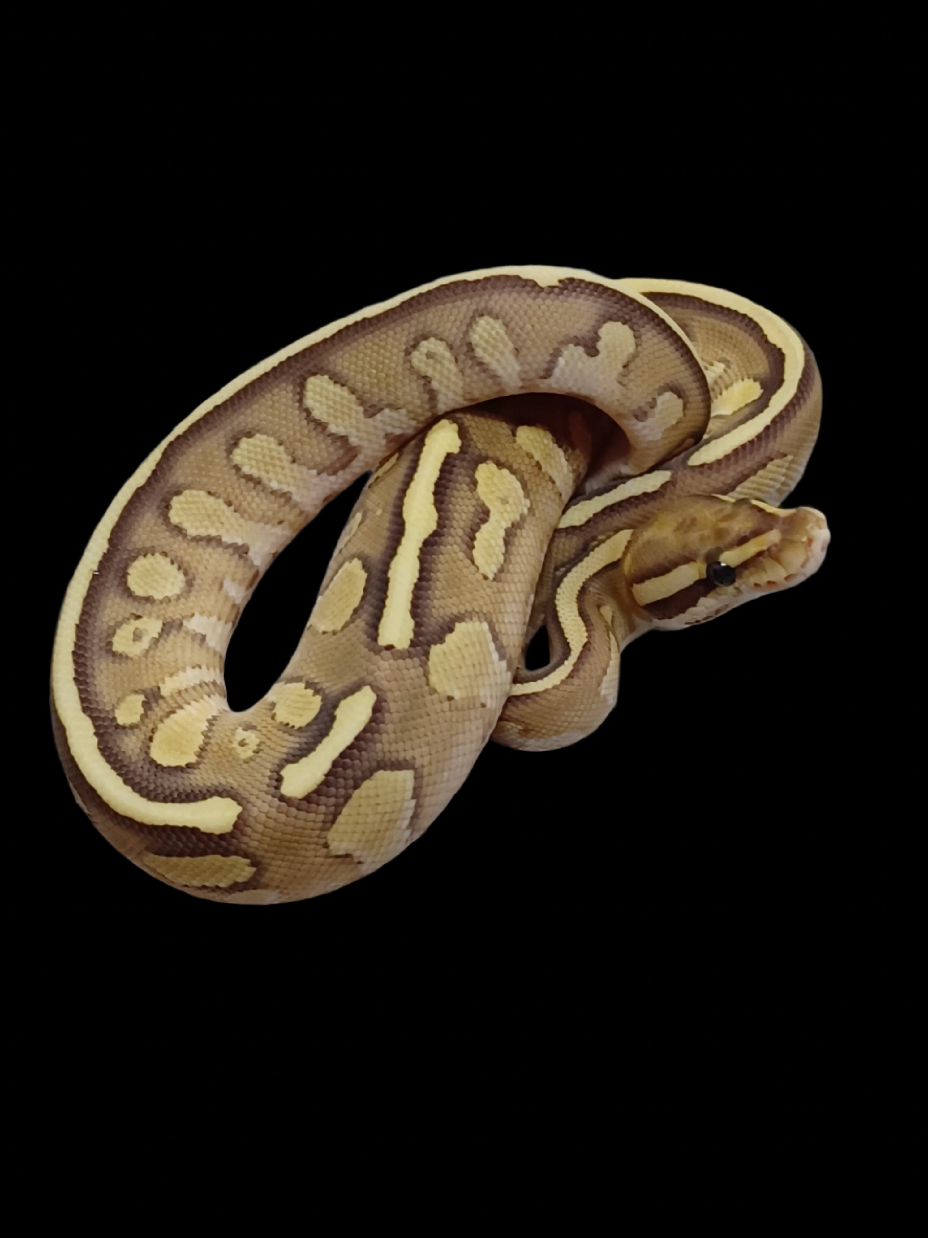 Ball Python (OD Fire Lesser Het DG Hypo Clown)