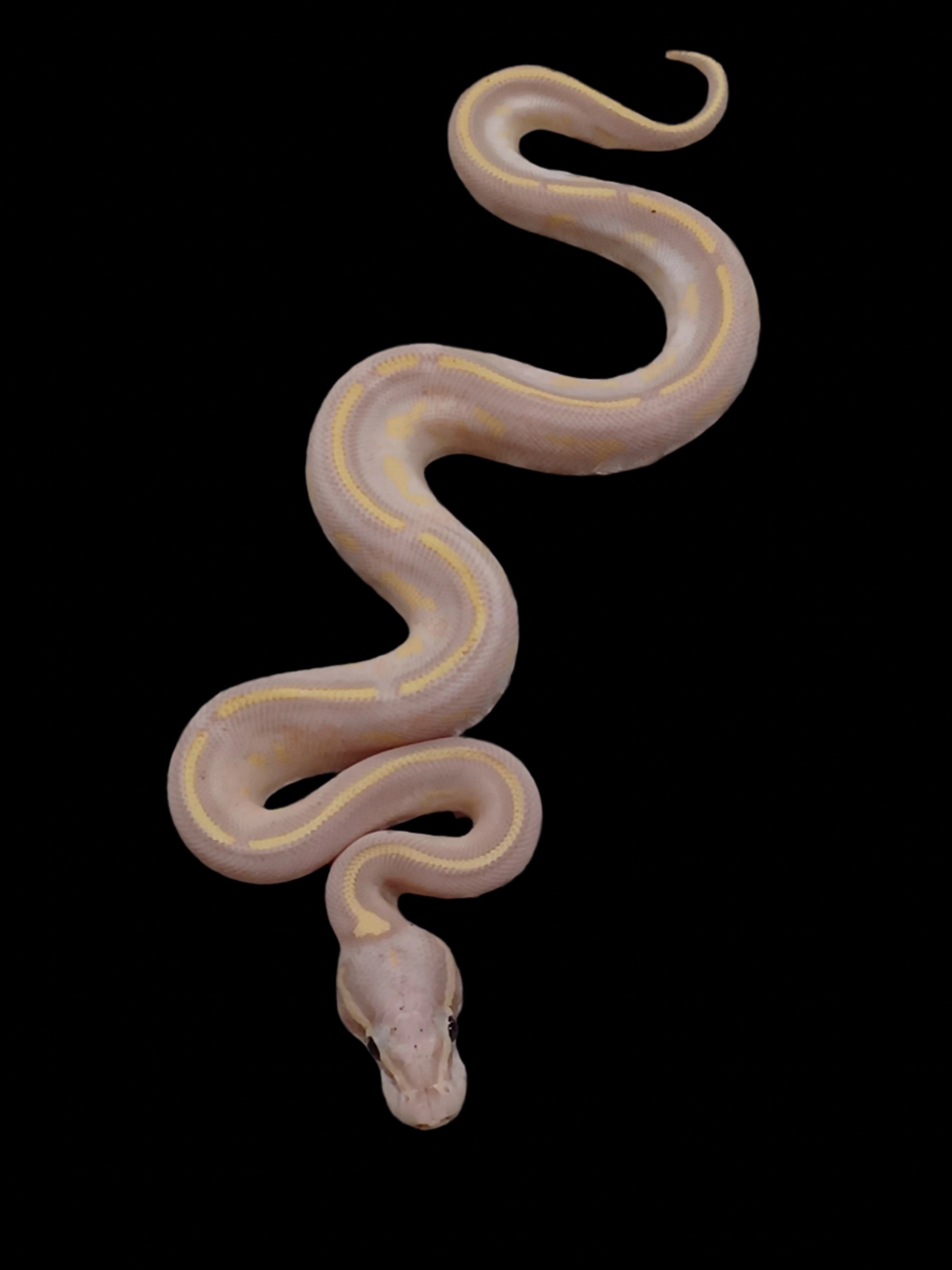 Ball Python (Banana Pastel Freeway)