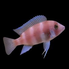 Red Frontosa Cichlid