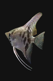 Clown Angelfish