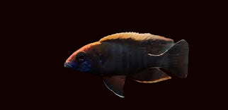 Sulfur Head Peacock Cichlid (Nice!)