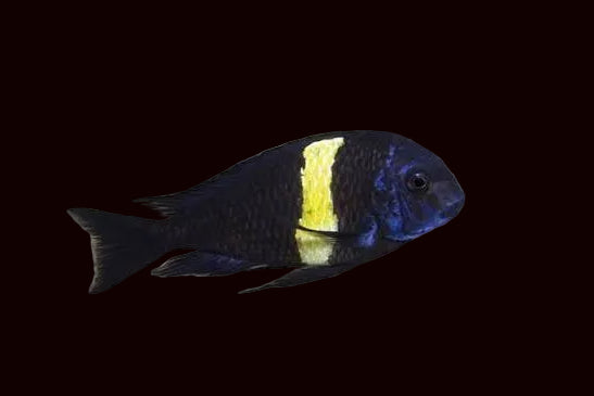 Tropheus duboisi (Juvenile)