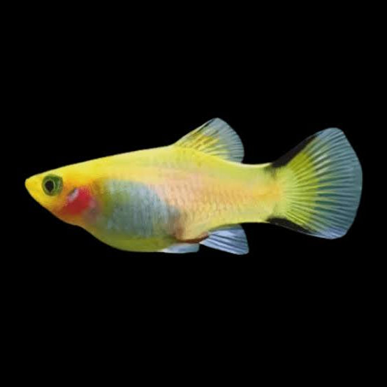 Comète jaune Platy
