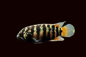 Zebra Acara (Rare!) Males Only