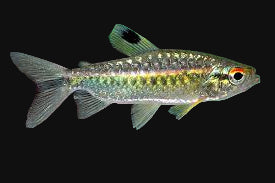 Live Fish->Tetras->Tetras - Medium Species