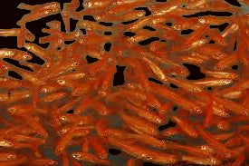 Rosy Red Feeder Minnow