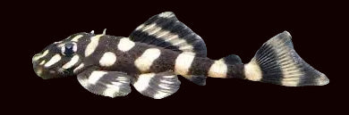 L52 Atabapo Butterfly Pleco