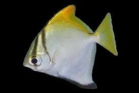 Silvery Moony
