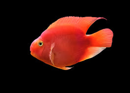 Cichlids from Central America　熱帯魚 Cichlids from Central America 熱帯魚 Cichlids from Central