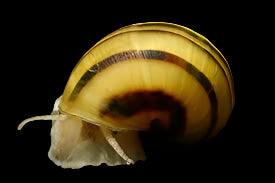 Spixi Snail