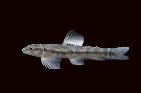 Banded Darter Characin