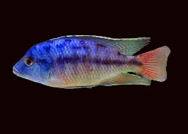 Red Empress Cichlid