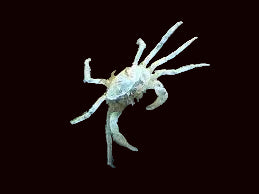 Thai Micro Crab