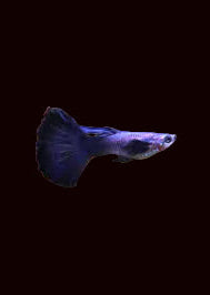 Blue Dumbo Halfmoon Guppy