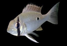 Cichlidé Cupidon (Biotodoma cupido)
