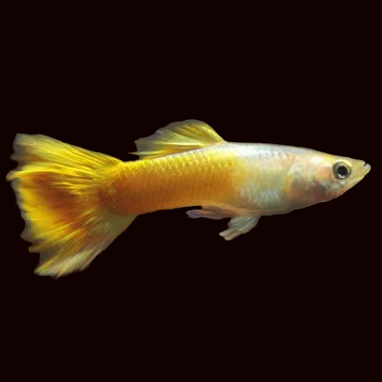 Platinum Yellow Fancy Guppy