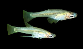 Goldbelly Topminnow (Girardinus falcatus)