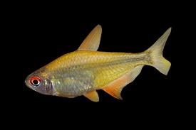 Orange Bolivian Lemon Tetra