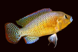 Cichlidé incubateur buccal congolais