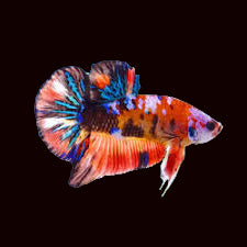 Betta Koi géant