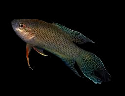 Poisson du paradis noir