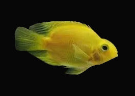 Yellow Blood Parrot Cichlid