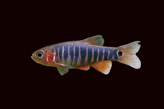 Danio nain émeraude