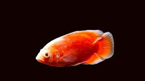 Oscar du citron albinos