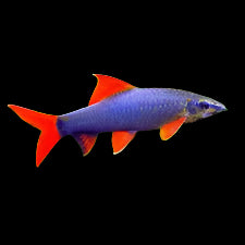 Rainbow Shark