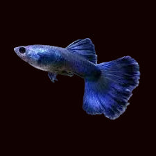Mâle guppy de Moscou noir