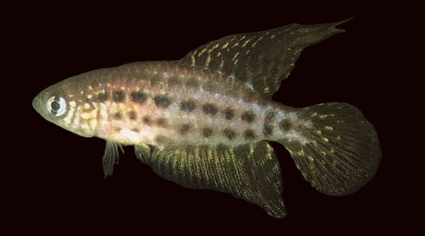 Featherfin Pearlfish  (Simpsonichthys constanciae)