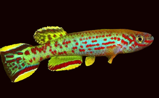 Fundulopanchax scheeli (PAIR) Male + Female