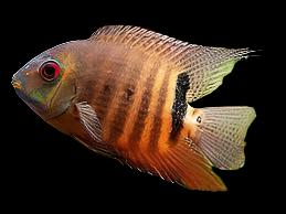 Mouth Brooding Severum (Heros liberifer)