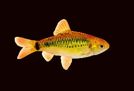 Golden Tri-Colour Barb