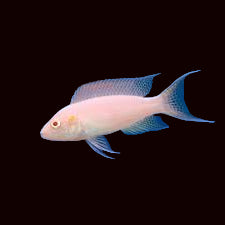 Live Fish->Cichlids->African - Rift Lakes