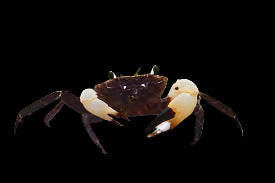 Sulawesi White-Clawed Crab