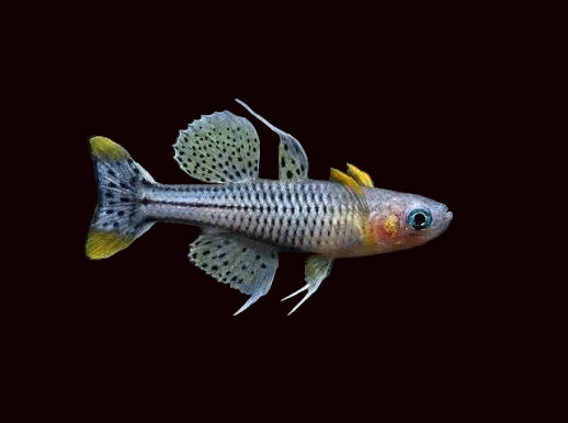 Gertrude's Blue-Eye Rainbow