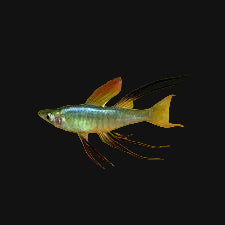 Threadfin Rainbowfish