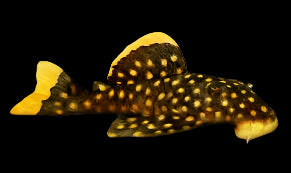 L177 Yellow Seam Gold Nugget Pleco