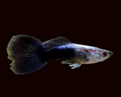 Mâle guppy de Moscou noir
