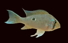 Cichlidé Cupidon (Biotodoma cupido)