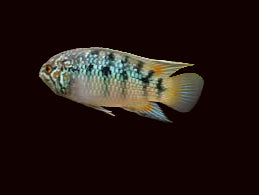 Zebra Acara (Rare!) Males Only