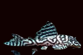 L399 Élégant Zebra Pleco élevé localement !