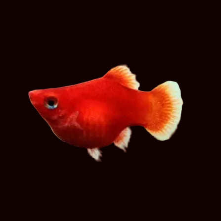 Red Balloon Platy