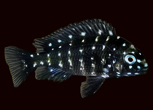 Tropheus duboisi (Juvenile)