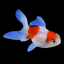 Red & White Oranda Goldfish