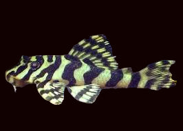 L134 Leopard Frog Pleco