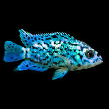 Electric Blue Jack Dempsey