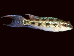 Lyretail Checkerboard Cichlid